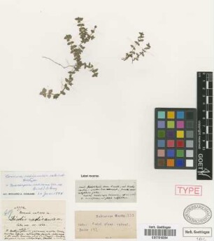 Borreria radicans Griseb. [syntype]