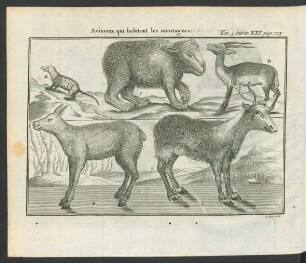 Tafel: Animaux qui habitent les montagnes.
