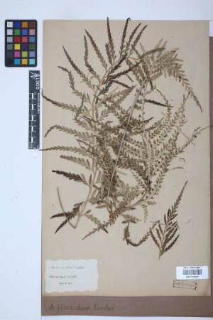 Asplenium flaccidum G.Forst.