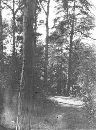 Mittweida: Wald bei Dreiwerden
