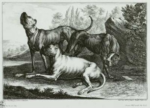 Doggen