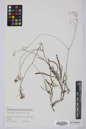 Sinapidendron angustifolium (DC.) Lowe
