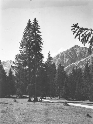Wald : Ein Wald mit großen Tannenbäumen. Im Hintergrund Gebirge