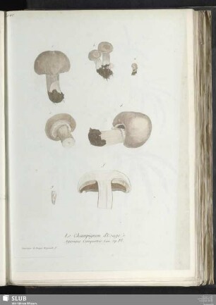 Le Champignon d'Usage