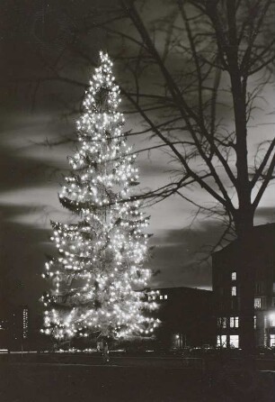 Dresden, beleuchteter Weihnachtsbaum auf dem Altmarkt