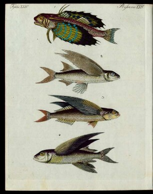 Fliegende Fische.