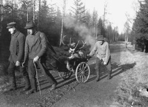 Jäger transportieren einen erlegten Hirsch