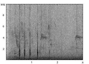Haushuhn | Gallus gallus f. domestica - Ruf