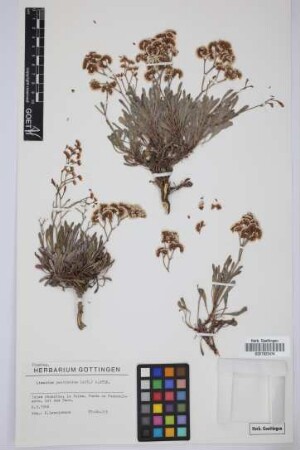 Limonium pectinatum (Ait.) Kuntze