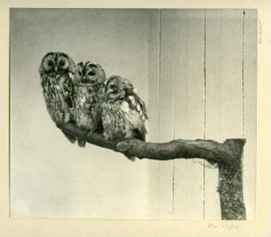 Kurische Nehrung 1934. Rossitten (Rybatschi). Vogelwarte. Drei Käuzchen