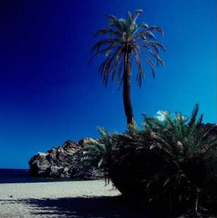 Palmenwald von Vai : Vai auf Kreta. Dattelpalmen in der Bucht von Vai. Kretische Dattelpalme (Phoenix theophrasti), Aufnahme 1970