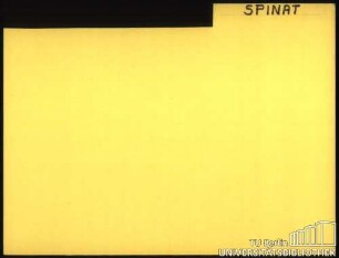 SPINAT: Allgemein