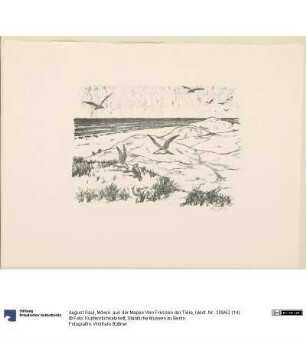 Möven. aus der Mappe Vom Fressen der Tiere