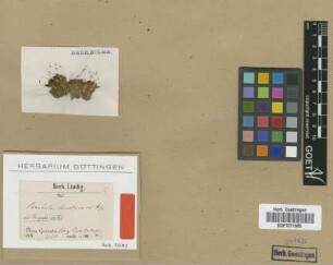 Barbula decolorans Hampe [type]