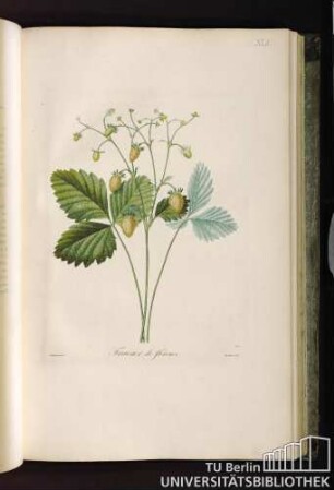 Pl. XLI. Fraisier de Florence.