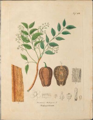 Taf. XVII. Swietenia Mahagoni L.