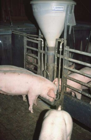 Fotografie: Fütterungstechnik, Futtervorlage, Mastschwein, Trockenfütterungsanlage, Vollspaltenboden