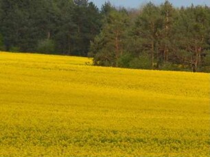 Rapsfeld im Vorharzgebiet : Blühendes Rapsfeld im Vorharzgebiet bei Quedlinburg, aufgenommen am 27. April 2012