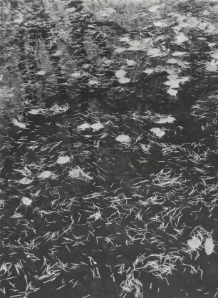 Blätter und Nadeln im Wasser