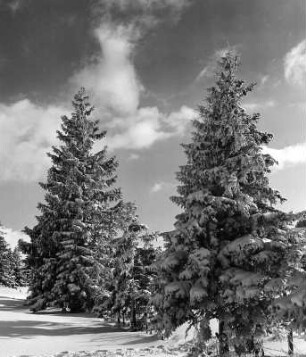 Winterbilder. Nadelbäume im Schnee