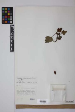 Xanthium albinum (Widder) Scholz