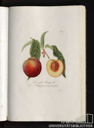 Tab. 29. Die gelbe Herzpfirsich. L' Alberge jaune , ou peche jaune.