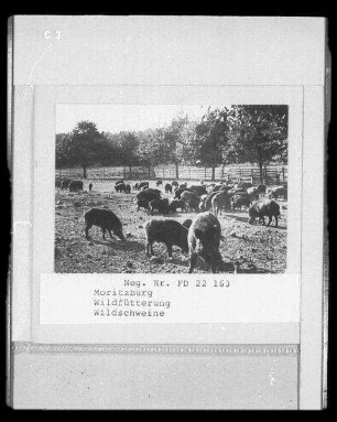 Wildgehege Moritzburg : Wildgehege Moritzburg, Wildschweine, Wildfütterung