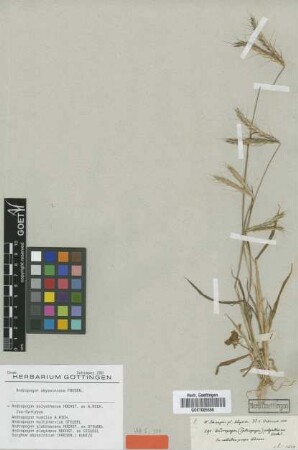 Andropogon polyatherus Hochst. ex A.Rich. [Isosyntype]
