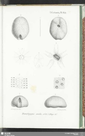 Pl. 952