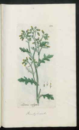 523. Senecio vulgaris