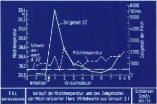 Verlauf der Milchtemperatur und des Zellgehaltes der Milch infizierter Tiere (Mittelwerte aus Versuch II)