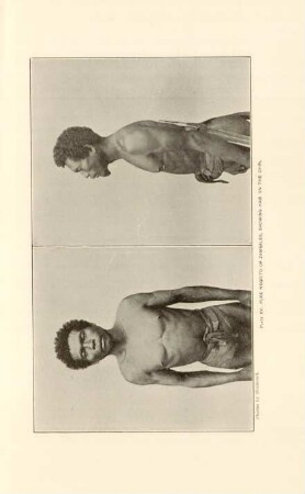 Plate XV. Pure Negrito of Zambales, Showing hair on the Chin