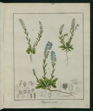 21r, Polygala amara