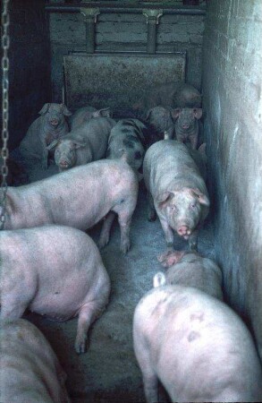 Fotografie: Mastschwein, Beschäftigungsgerät, Flüssigfütterungsanlage, Boxenstall, Planbefestigter Boden