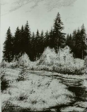 Werdauer Wald