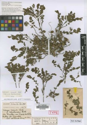Solanum acaule Bitt. f. caulescens Bitt.