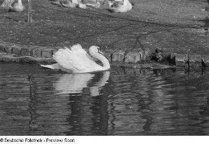 Schwan