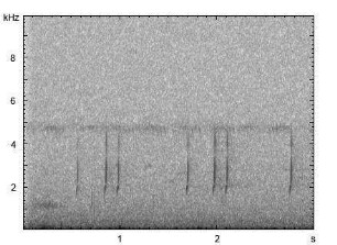 Wachtel | Coturnix coturnix - Ruf
