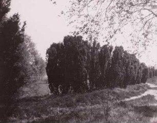 Lüneburger Heide. Wacholder bei Lutterloh