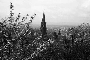 Freiburg i. Br.: Blick vom Schloßberg aufs Münster, Vordergrund: Weinberge