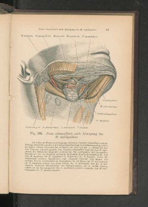 Fig. 188. Fossa submaxillaris nach Abtragung des M. mylohyoideus.