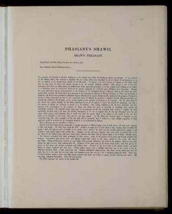 Phasianus Shawii