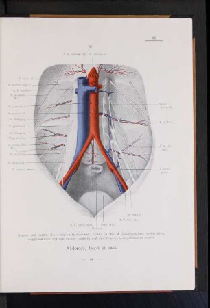 Abdomen, Nervi et vasa.