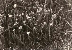 Glocken-Heide (Erica tetralix), auch Moor-Glockenheide genannt, Nahbild. Fundstelle bei Weinböhla
