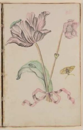 Tulpe [aus einem Skizzenbuch der Marianne Franziska Seiffert von Klettenberg]