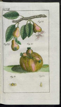 Taf. XIII. Fig. 38. - Fig. 42.