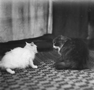 Zwei Katzen