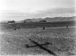 Landschaft bei Nipomo : Weidelandschaft