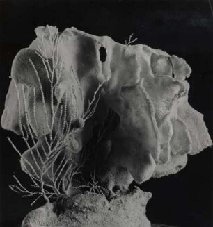 Aphrocallistes Victor Schulze, Schwamm, Sagami Bay, Japan