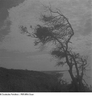 Windflüchterkiefern auf Hiddensee